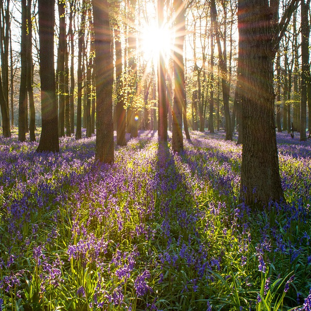 Dalton Natural Burial Ground